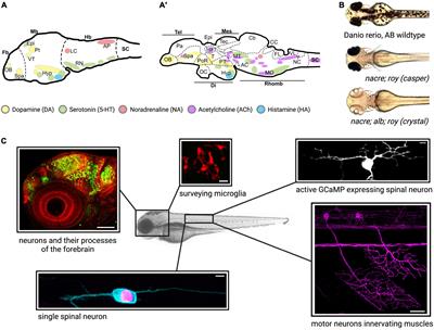 Zebrafish as a model organism for neurodegenerative disease